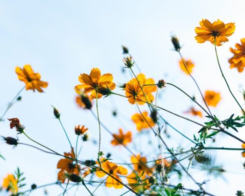 Bild på sommarblommor